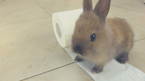 Is Newspaper or Paper Towel Safe for Rabbits to Shred