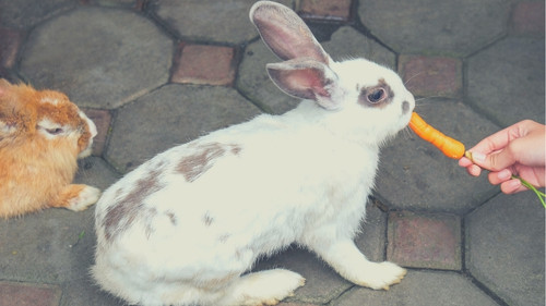 Offer Treats to Your Rabbit