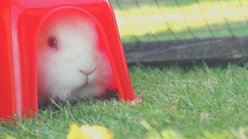 Rabbits Can Live in An Apartment or Small Home