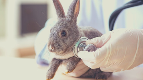 Steps to Care For a Critically Ill Rabbit - Get a diagnosis from a vet