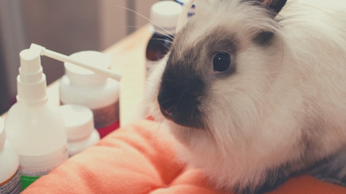 Steps to Care For a Critically Ill Rabbit - Prepare your critical care materials and equipment