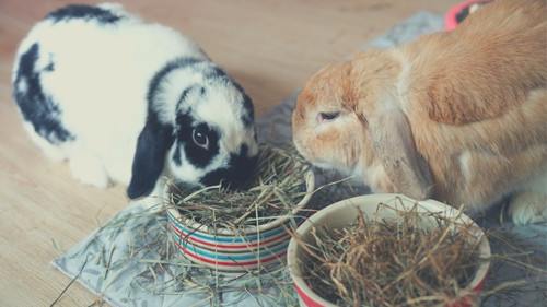 Steps to Care For a Critically Ill Rabbit - Provide essential food and fluids