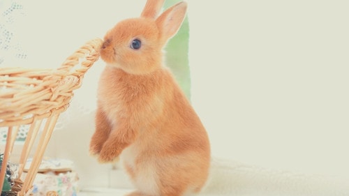 A rabbit chewing basket