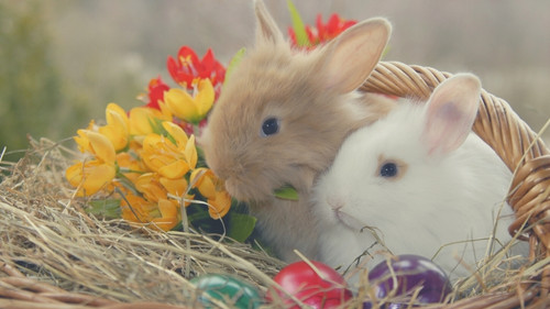 two rabbits on a basket with hay and flowers