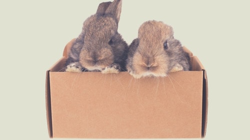 Why Do Rabbits Chew Cardboard