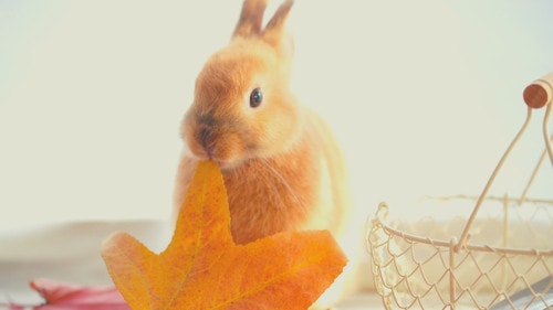 a rabbit chewing leaf