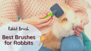 best rabbit brush