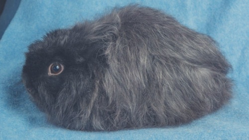 long coarse hairjersey wooly rabbit