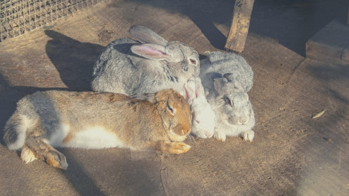 safe flooring for rabbits