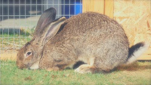 short thick hair flemish giant rabbit