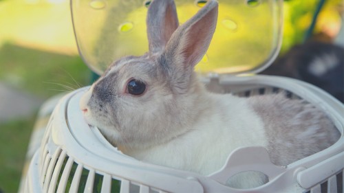 Accessibility & Ease of Cleaning Rabbit carriers