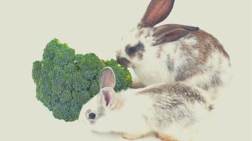 Benefits of Broccoli for Rabbits