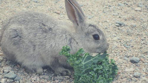 Benefits of Feeding Rabbits Kale