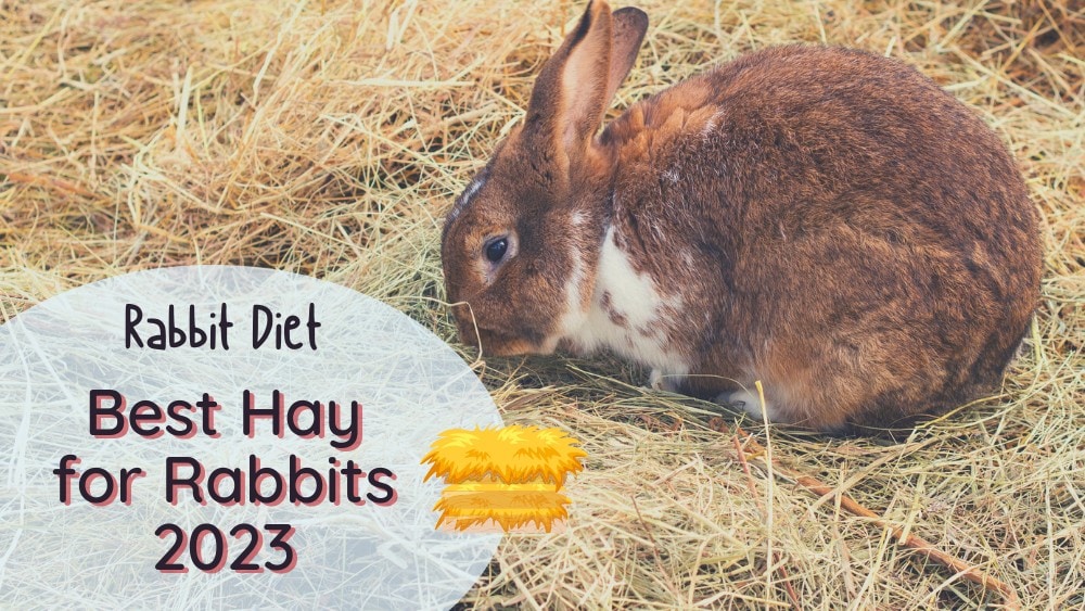 Best Hay For Rabbits