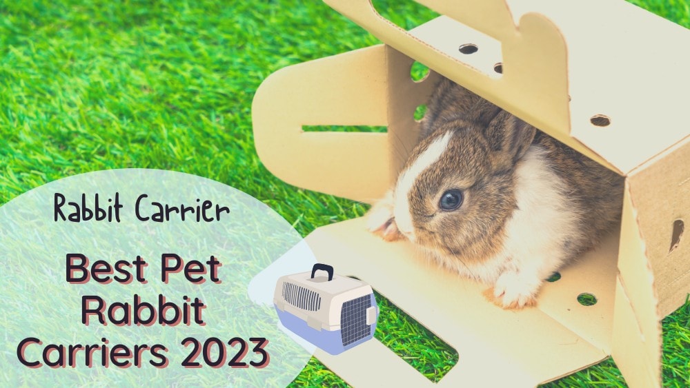 Best Pet Rabbit Carriers