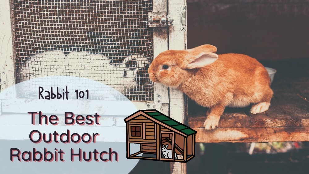 Best outdoor rabbit hutch