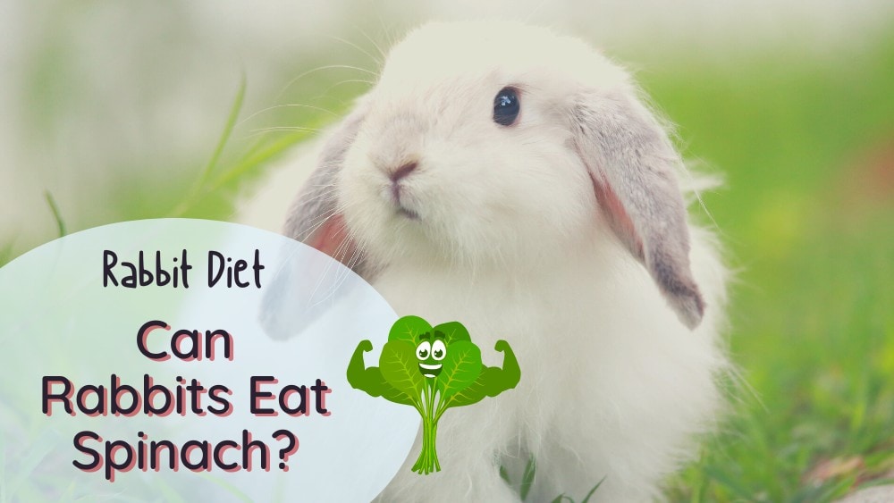 Can Rabbit Eat Spinach