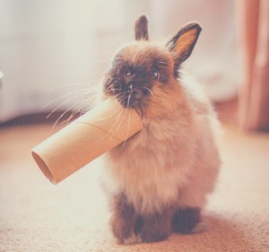 Can rabbits chew cardboard boxes