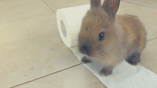 Can rabbits chew paper