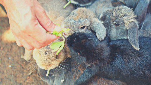 Can rabbits eat celery leaves