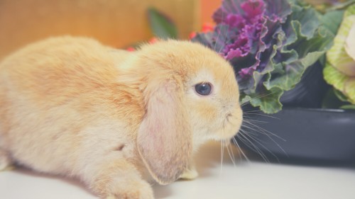 Can rabbits eat kale flowers