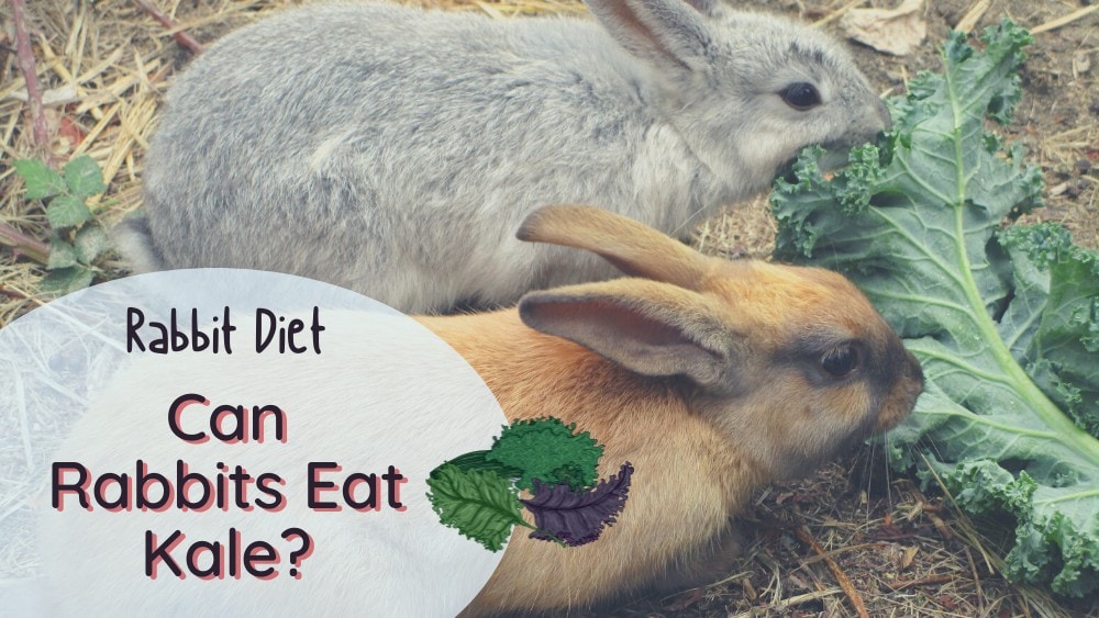 Can rabbits eat kale