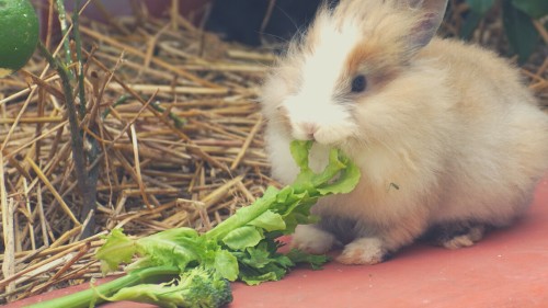 Can wild rabbits eat celery