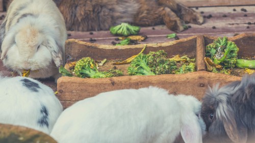 Cautions About Feeding Broccoli to Rabbits
