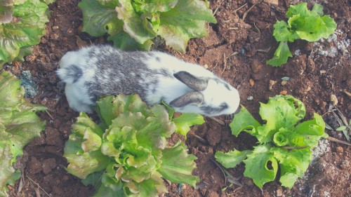 Feeding Lettuce to Rabbits
