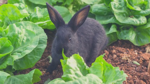 Health Benefits and Risks of Feeding Lettuce to Rabbits