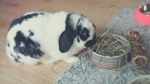 How to Choose the Best Hay for Rabbits