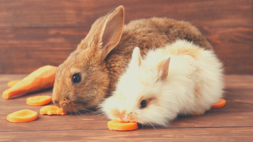 How to Feed Carrots to Rabbits