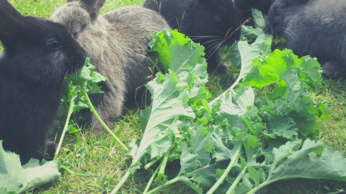 How to Feed Your Rabbit Kale - Can rabbits eat kale stems