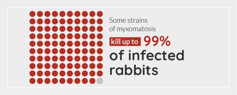 Rabbit myxomatosis statistic