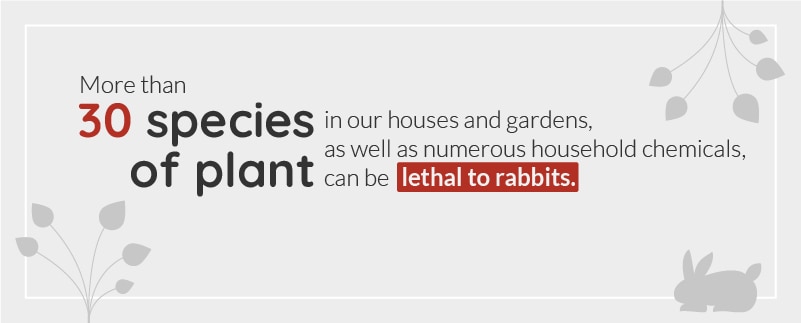 30 species of plants are toxic to rabbits
