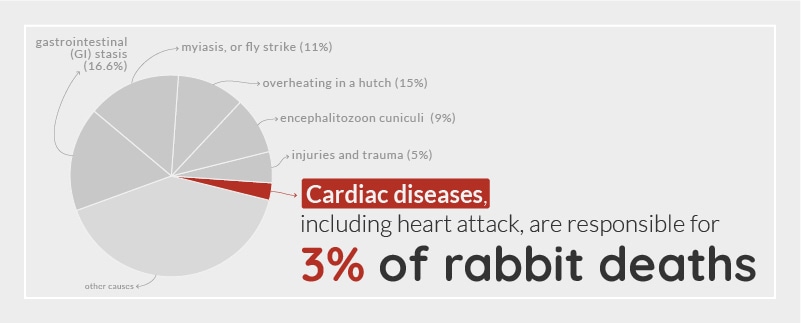 Rabbit cardiac disease death statistic