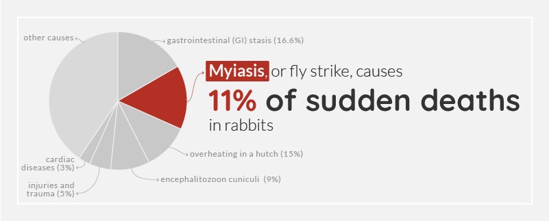 Rabbit myasis flystrike statistic
