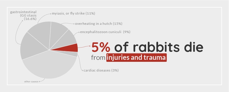 Rabbit injury and trauma death statistic