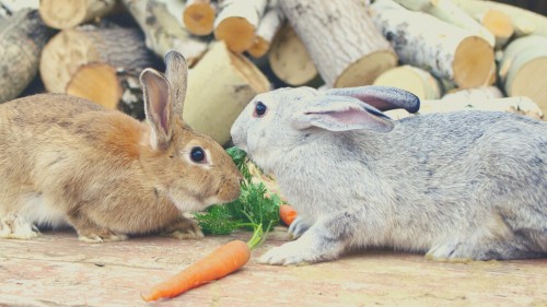 Risks of Feeding Carrots to Rabbits