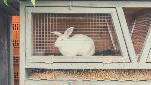The Risks of Keeping Rabbits Outdoors