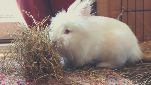 What is the Best Hay for Rabbits