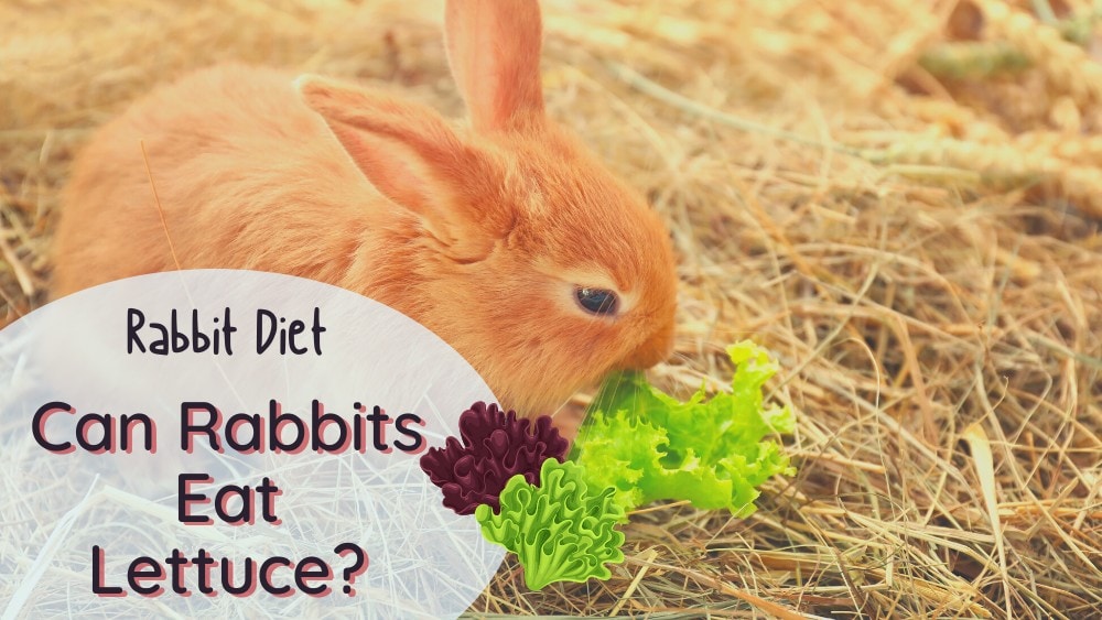 can rabbits eat lettuce