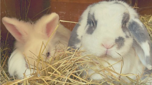 hay is good for rabbit teeth