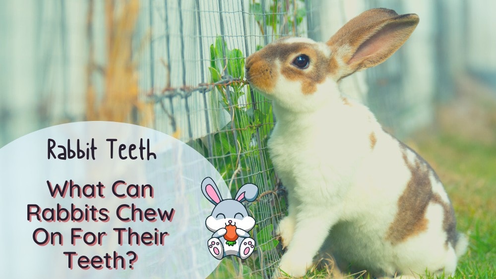 what can rabbits chew on for their teeth