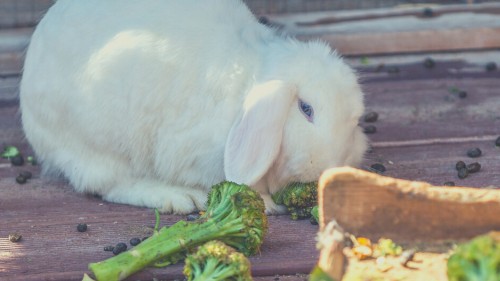 Alternatives to Corn in a Rabbit's Diet