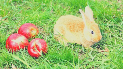 Best Fruits for Rabbits - Apple