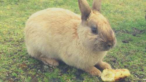 Best Fruits for Rabbits - Bananas