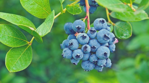 Best Fruits for Rabbits - Blueberries