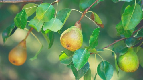 Best Fruits for Rabbits - Pear
