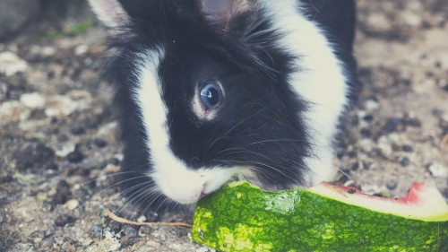 Best Fruits for Rabbits - Watermelon